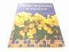 OKNA I BALKONY W KWIATACH - Gay Search 2003